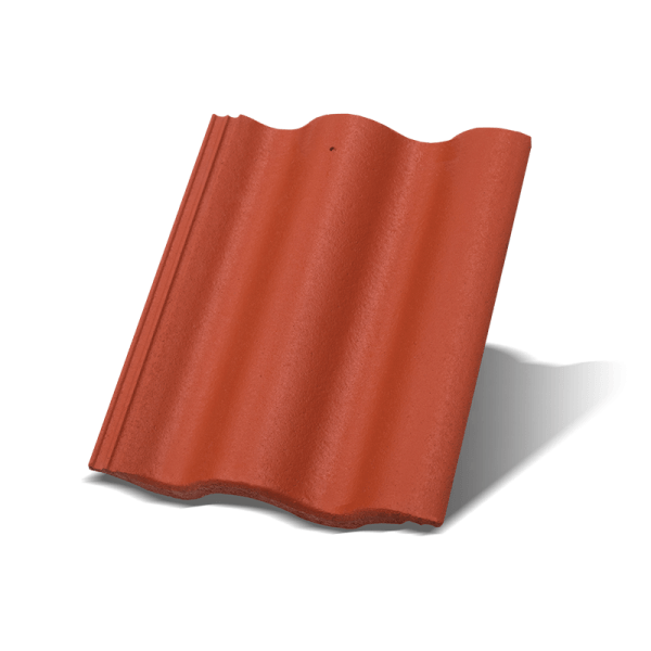 Synus Korall osnovni